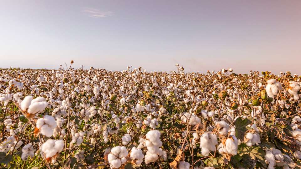 Cotton Price US ICE