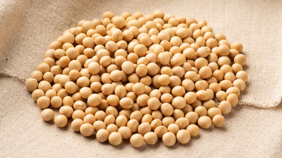 what is soybean