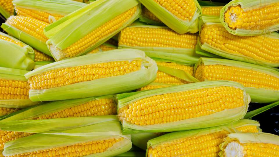 corn futures marketwatch
