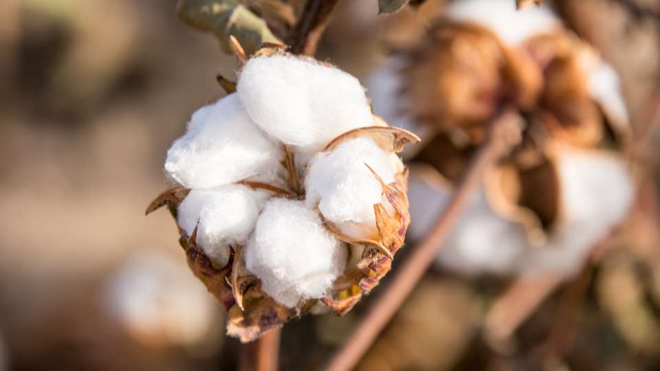 cotton futures trading