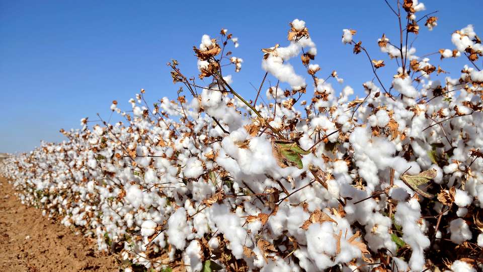cotton futures news