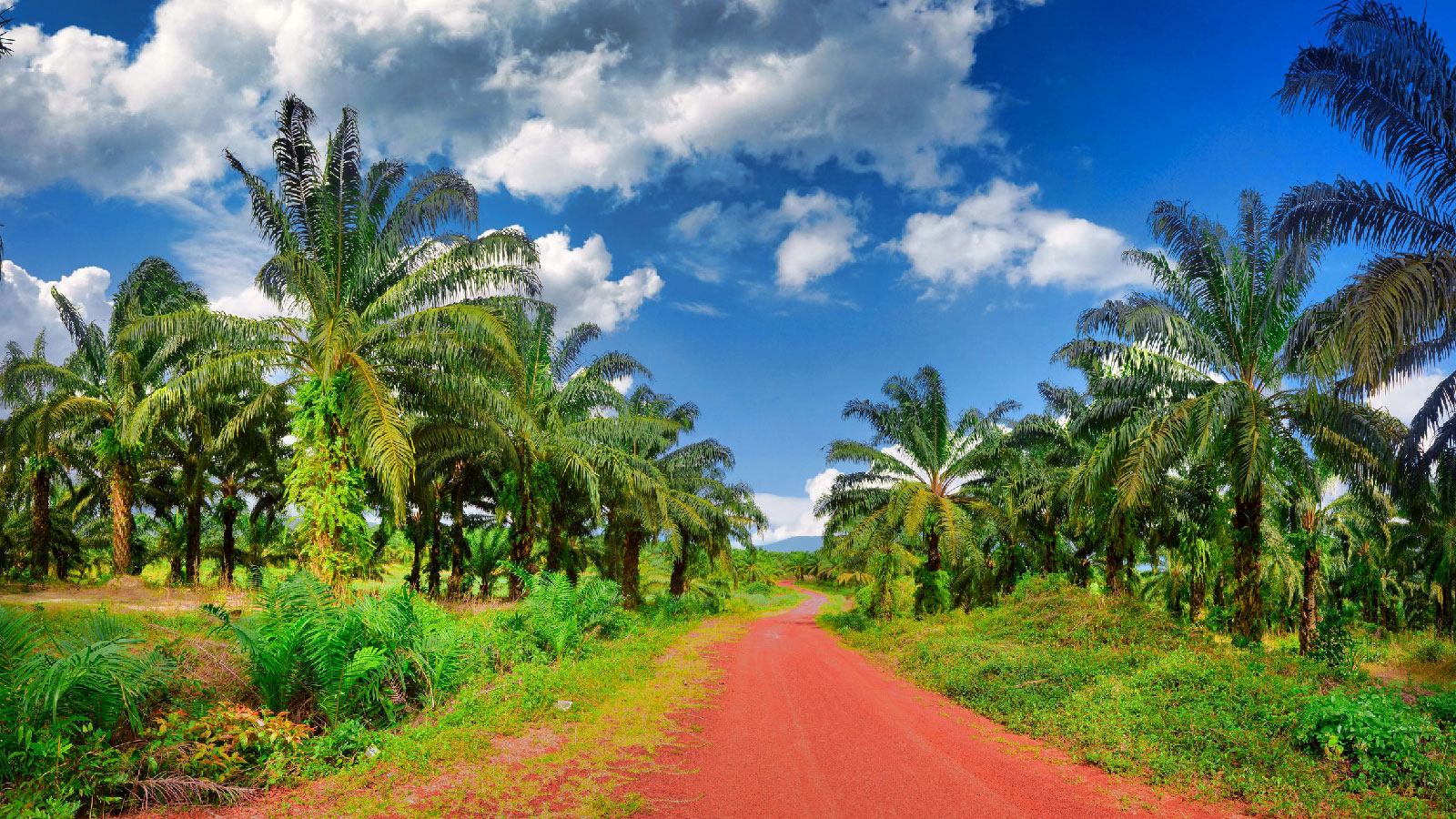 Palm Oil Plantation 