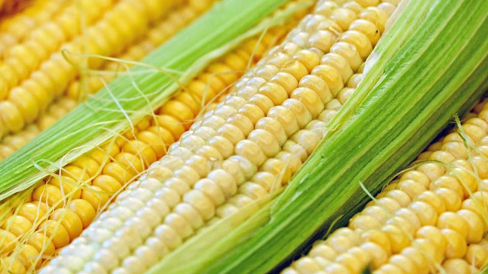 cme corn futures