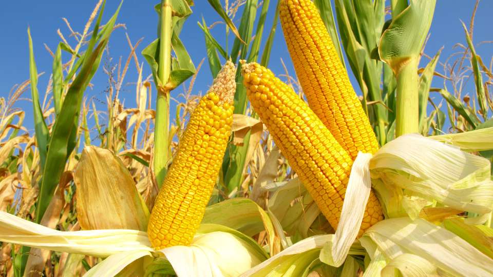 CBOT Corn Futures Market Prices 