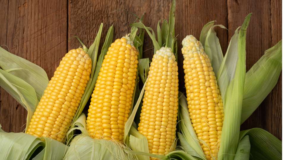 Cme corn futures