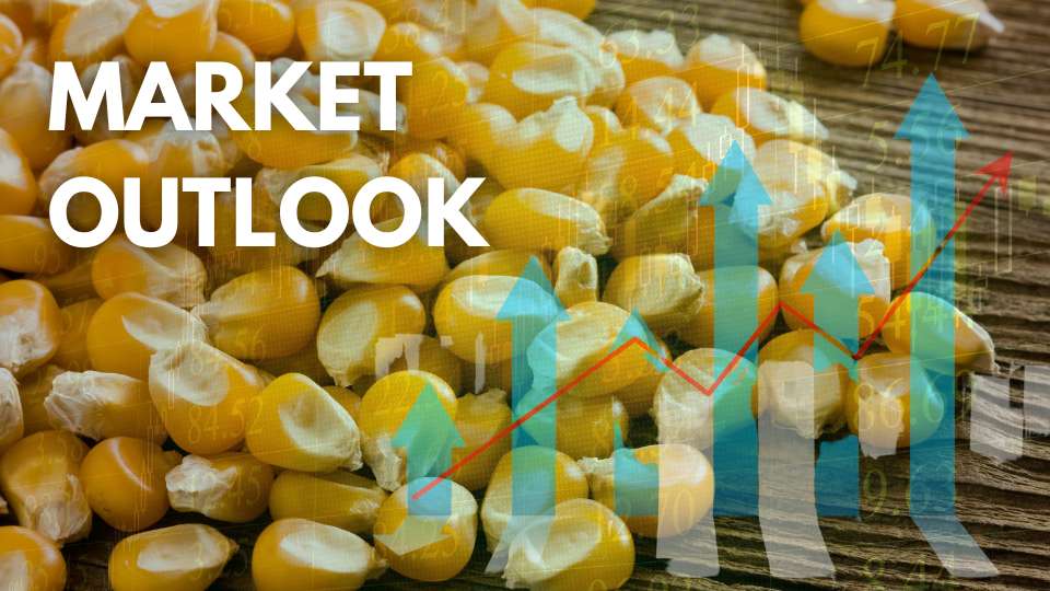 corn futures marketwatch