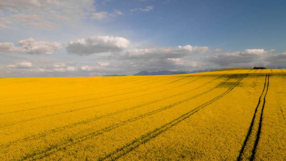 Rapeseed Meal Futures Market News