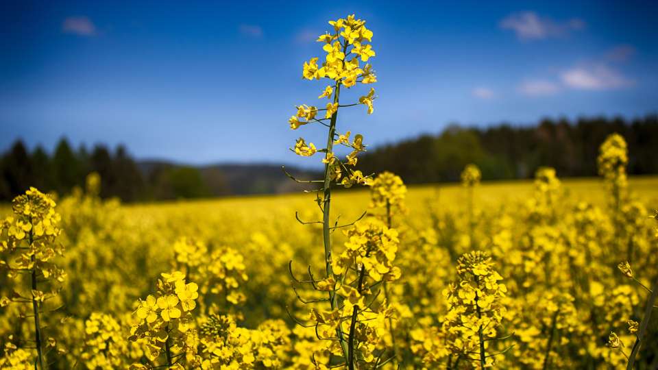 what is rapeseed used for