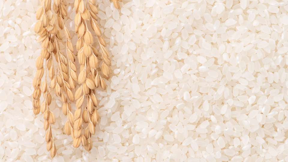 cbot rough rice futures