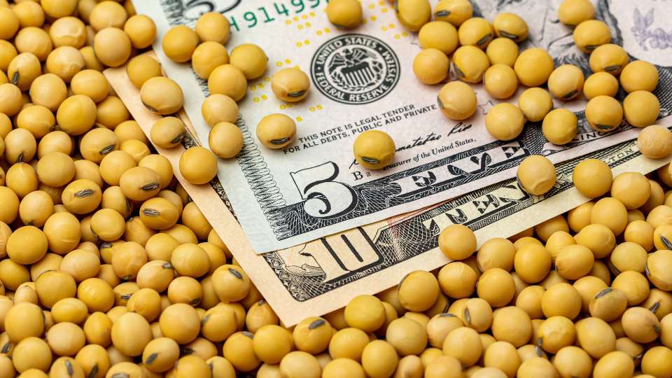 cbot soybean prices
