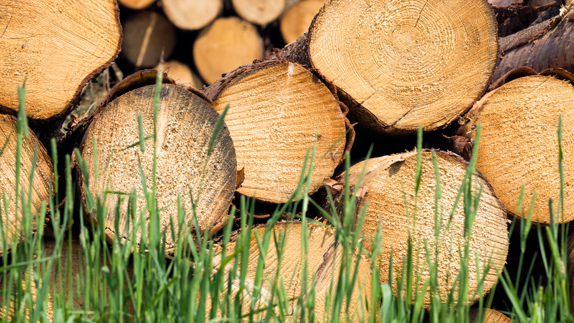 softwood wood stacked on grass