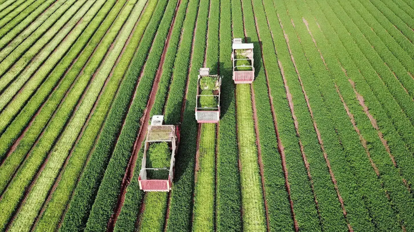 Agriculture machinery harvesting in field